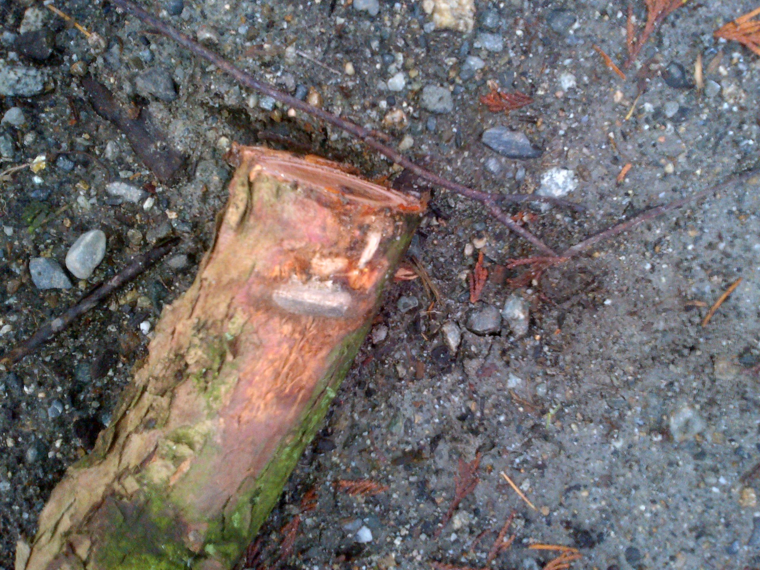 Cable was cutting through branch further resisting movement