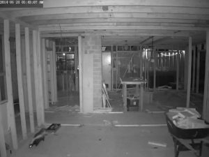 The skunk was the first recorded visitor and made multiple visits including this one at 3:43 AM